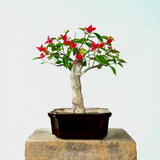 Bougainvillea Bonsai Tree