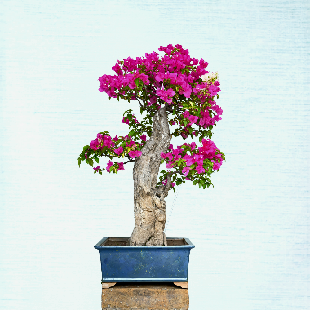 Bougainvillea Bonsai Tree