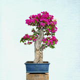 Bougainvillea Bonsai Tree