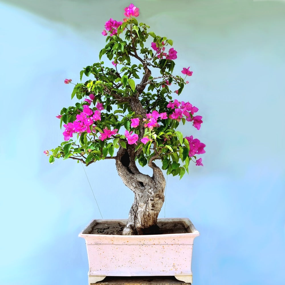 Bougainvillea Bonsai Tree