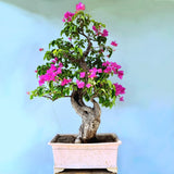 Bougainvillea Bonsai Tree