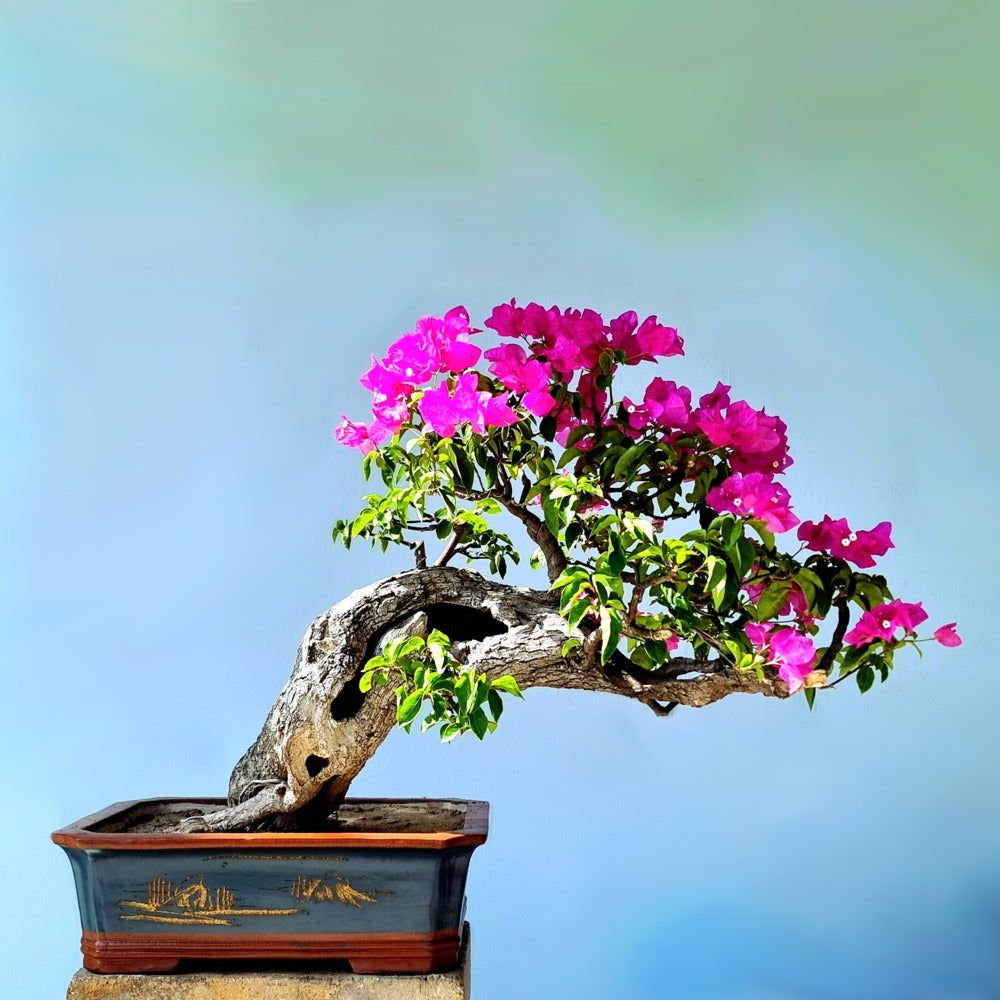 Bougainvillea Bonsai Tree
