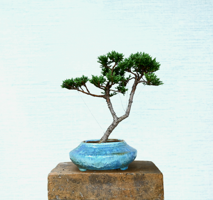 Juniper Bonsai Tree