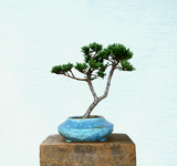 Juniper Bonsai Tree