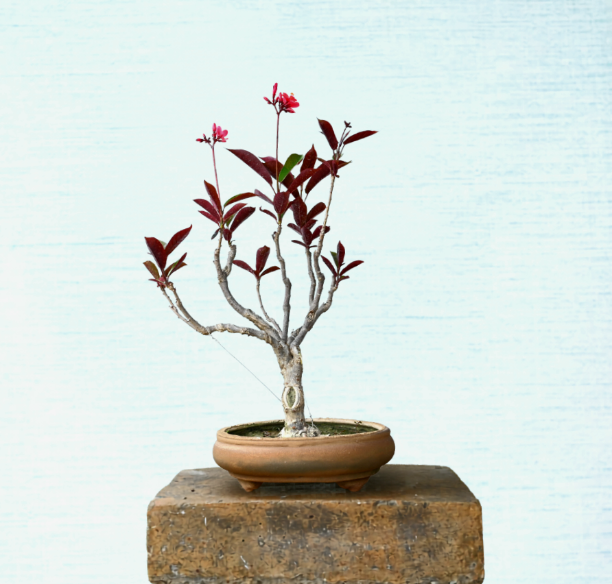 Jatropha Bonsai (Flowering)