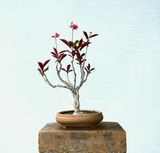 Jatropha Bonsai (Flowering)