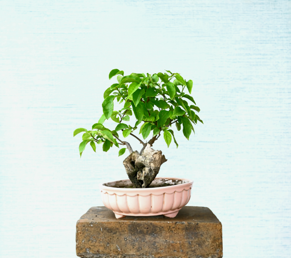 Bougainville Bonsai Tree