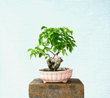 Bougainville Bonsai Tree