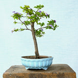 Francisia Bonsai Tree