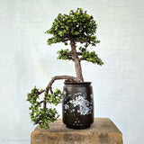 Jade Bonsai Tree