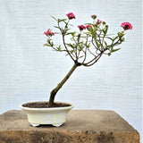 Swamp Milkweed Bonsai (Flowering)