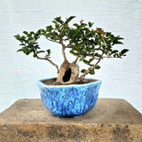 Lagerstroemia Bonsai Tree