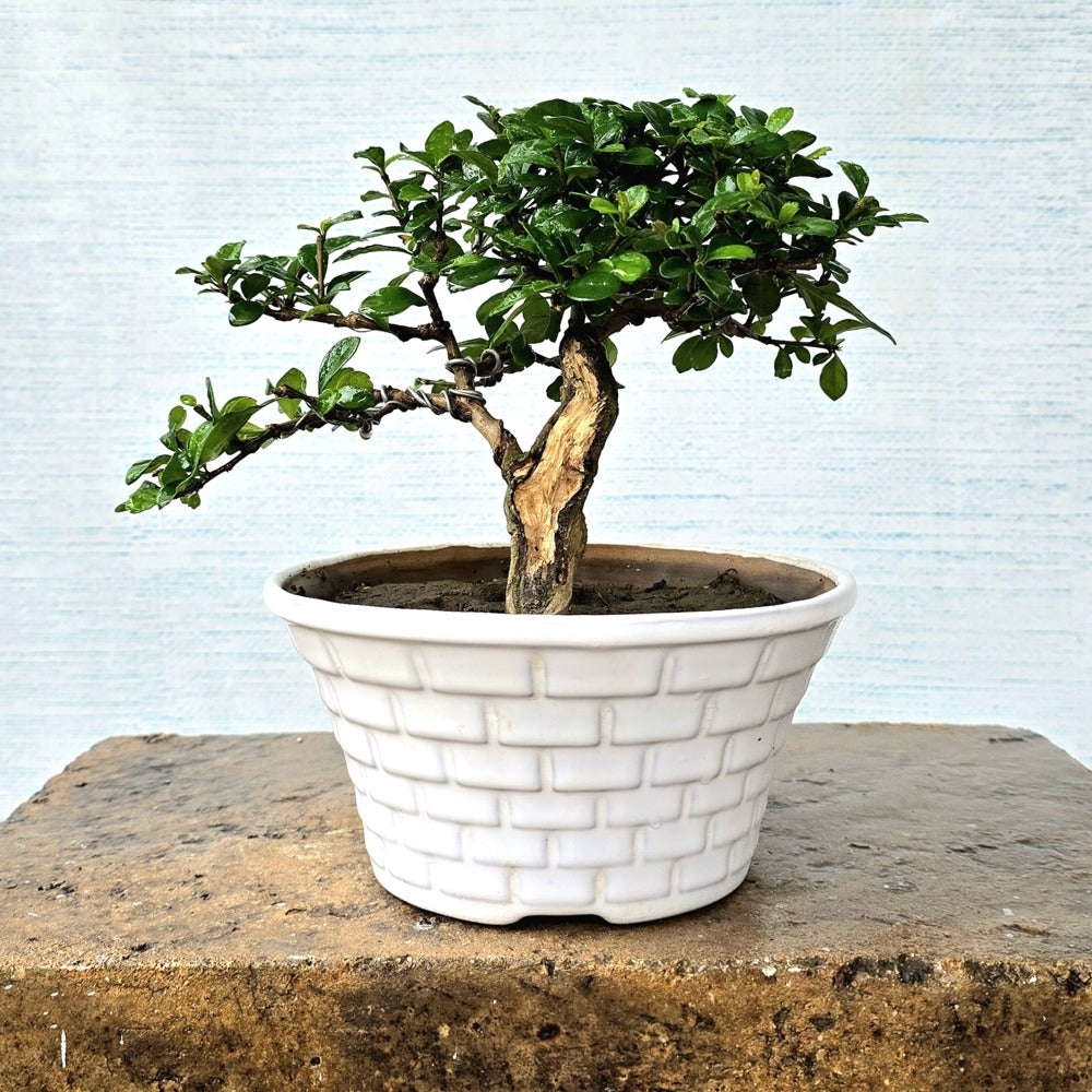 Fukien Bonsai Tree (Flowering)