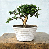 Fukien Bonsai Tree (Flowering)