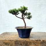 Juniper Bonsai Tree