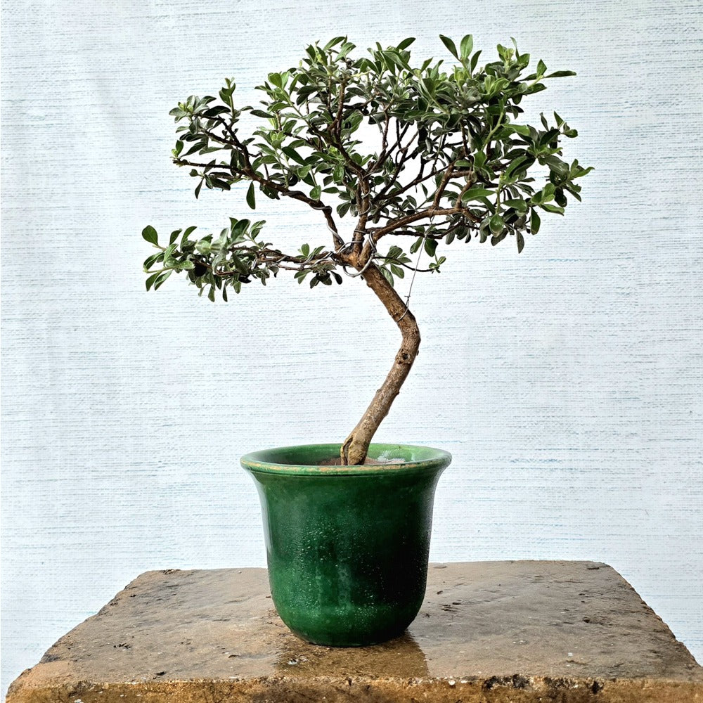 Texas Sage Bonsai Tree