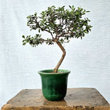 Texas Sage Bonsai Tree