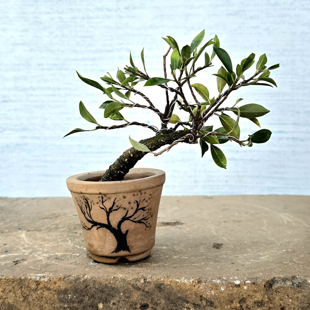 Ficus Bonsai Tree