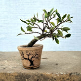 Ficus Bonsai Tree