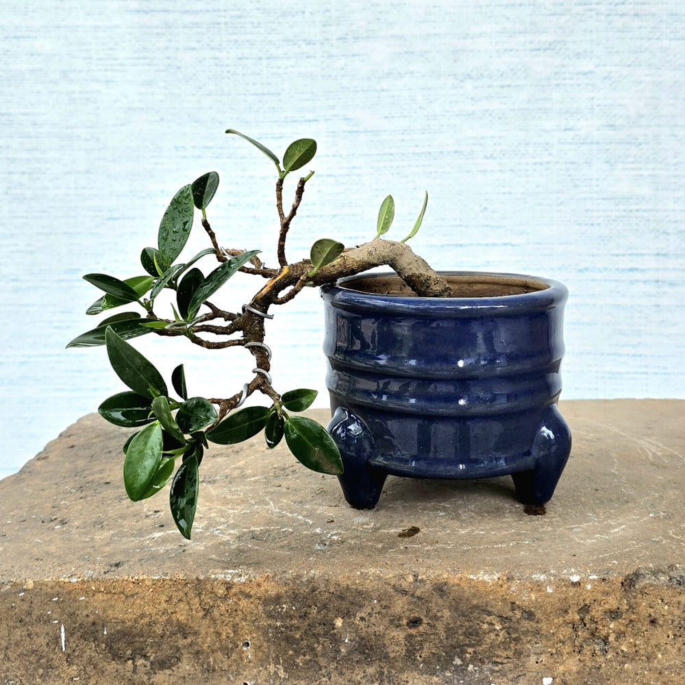 Ficus Long Island Bonsai Cascade Style