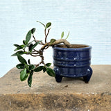 Ficus Long Island Bonsai Cascade Style