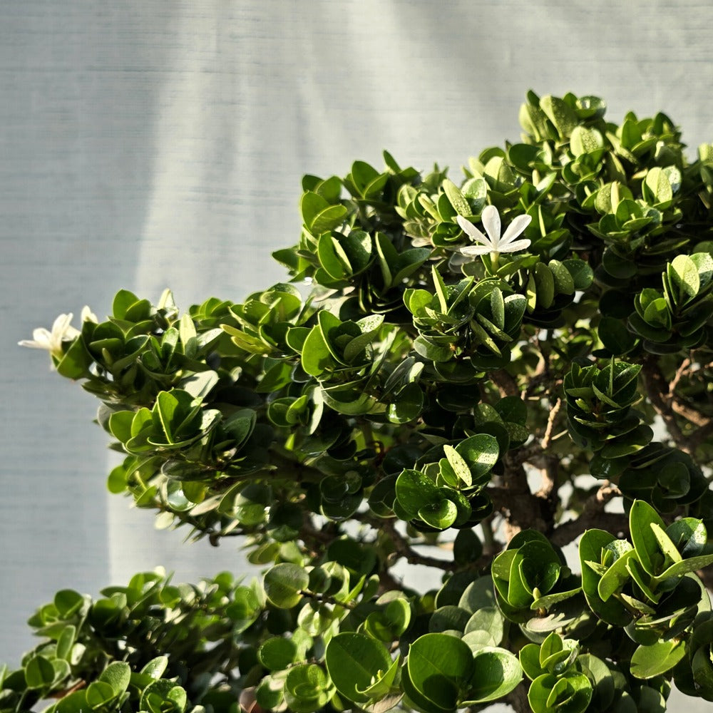 Carissa Grandiflora Bonsai Tree