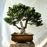 Carissa Grandiflora Bonsai Tree