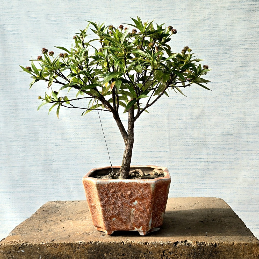 Swamp Milkweed Bonsai (Flowering)