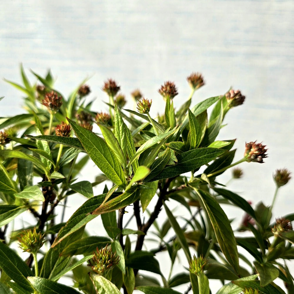 Swamp Milkweed Bonsai (Flowering)