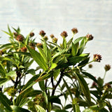 Swamp Milkweed Bonsai (Flowering)