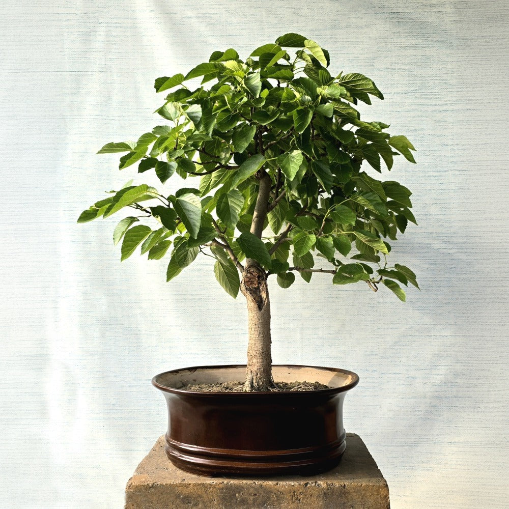 Mulberry/Shehtoot Bonsai Tree