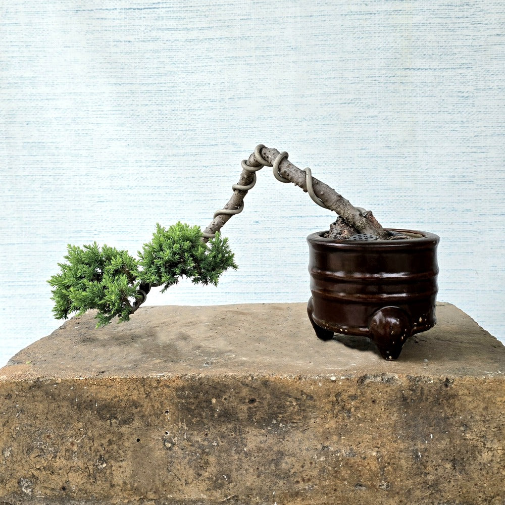 Juniper Bonsai Tree Cascade Style