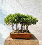 Ficus Microcarpa Forest