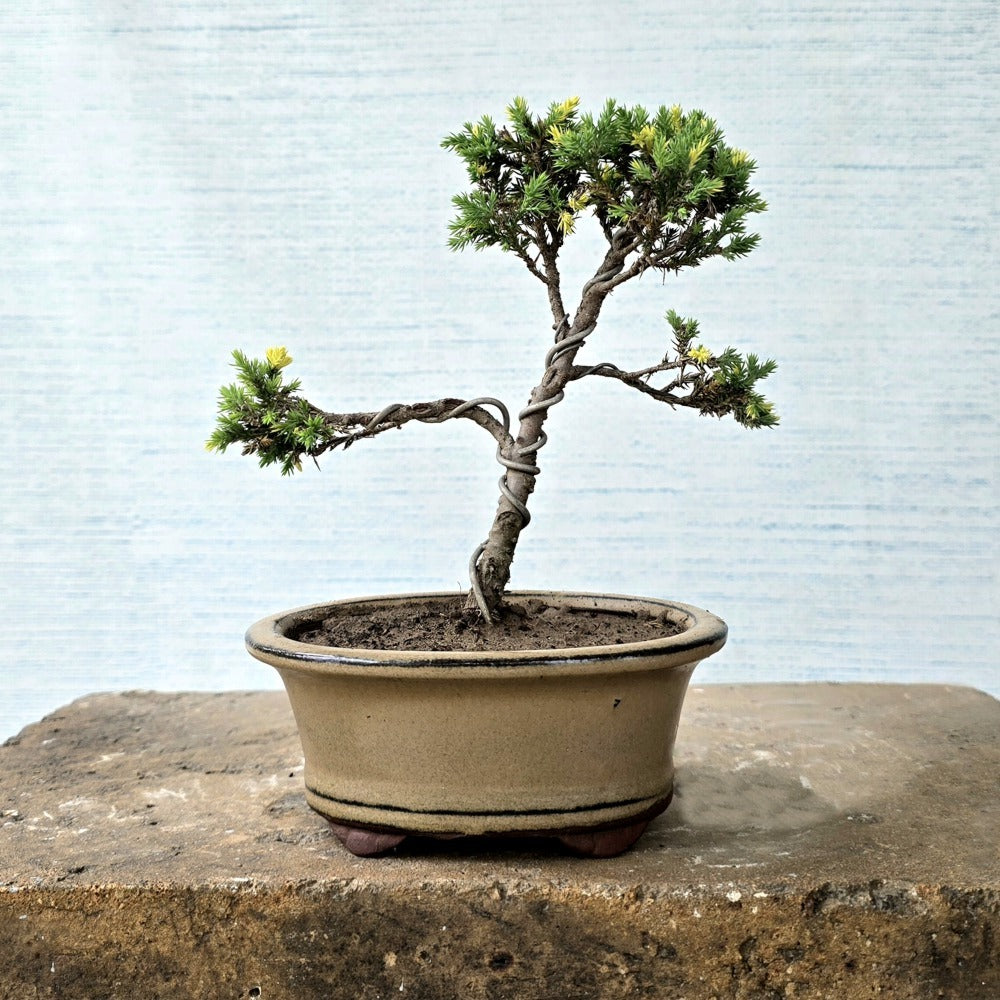 Juniper Bonsai