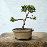 Juniper Bonsai