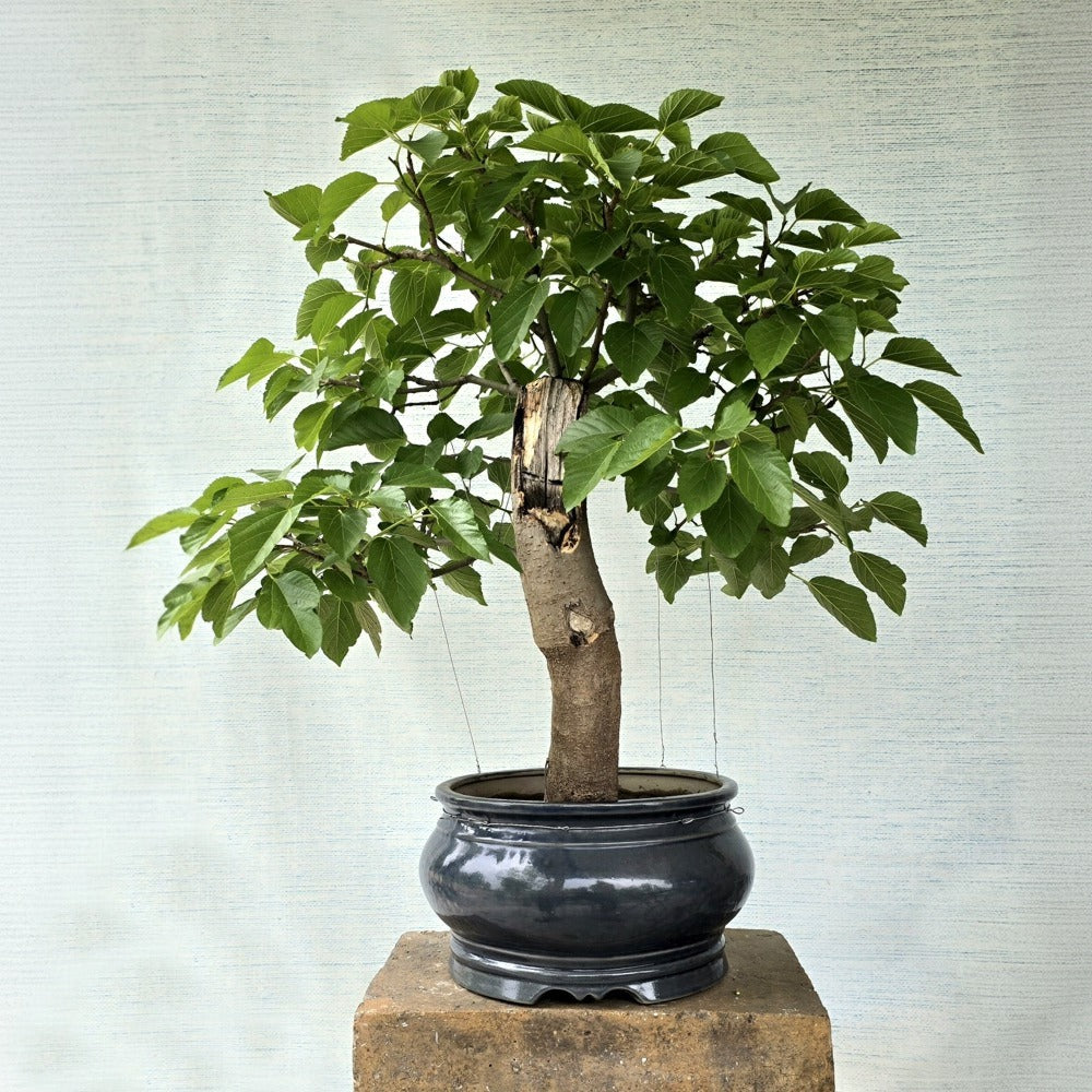 Mulberry/Shehtoot Bonsai Tree