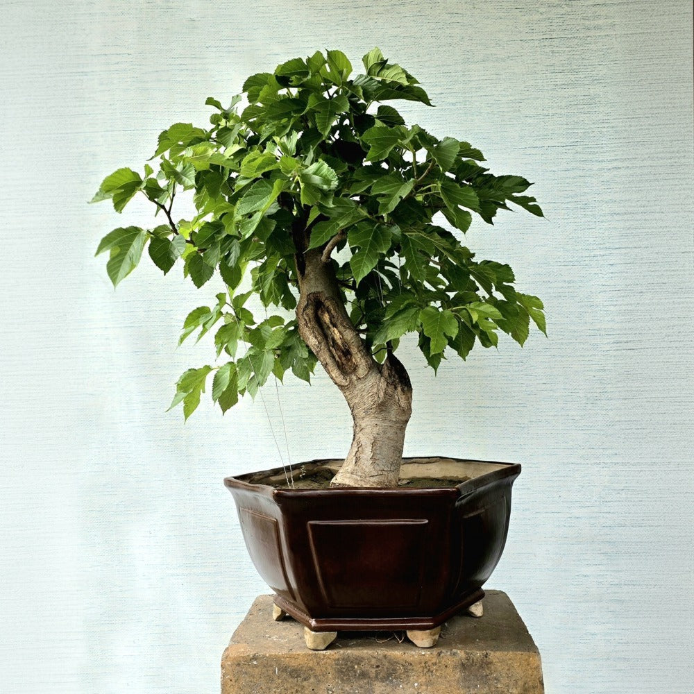 Mulberry/Shehtoot Bonsai Tree