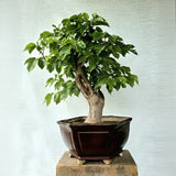 Mulberry/Shehtoot Bonsai Tree