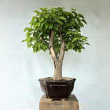Mulberry/Shehtoot Bonsai Tree