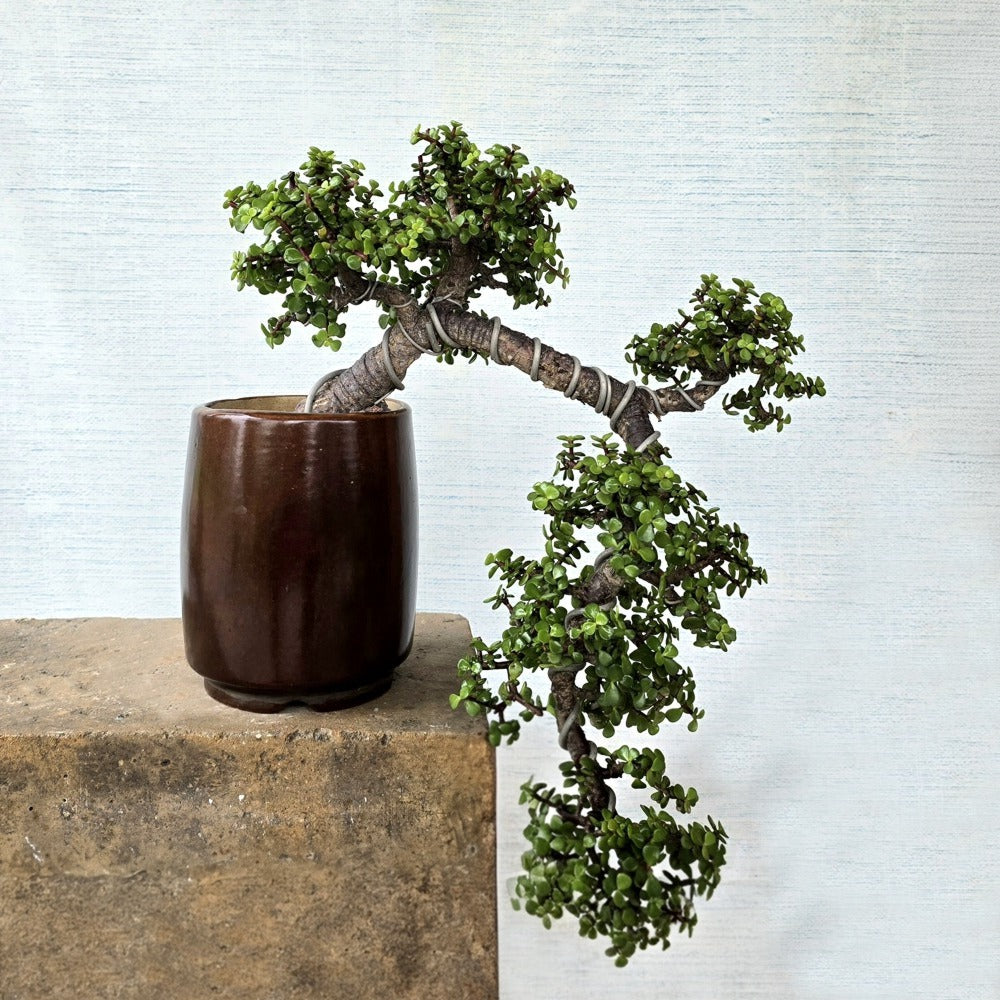 Jade Bonsai Tree Cascade Style