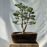 Juniper Bonsai Tree