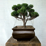 Juniper Bonsai Tree