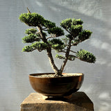 Juniper Bonsai Tree