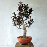 Jatropha Bonsai (Flowering)