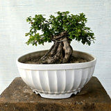 Fukien Tea Bonsai Tree