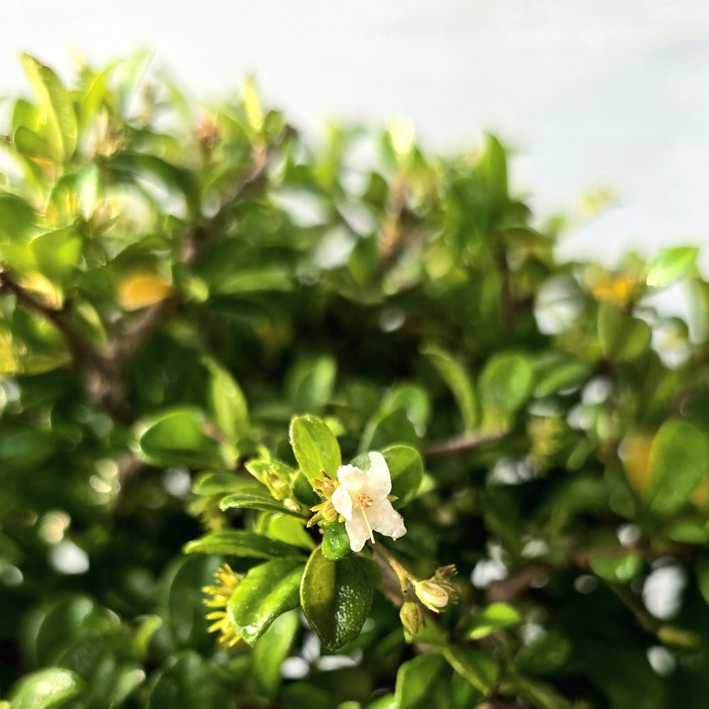 Fukien Tea Bonsai Tree