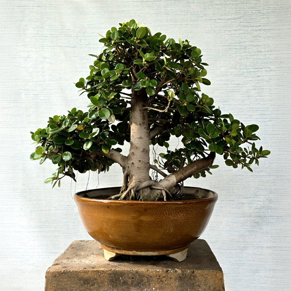 Ficus Bonsai Tree