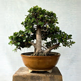 Ficus Bonsai Tree
