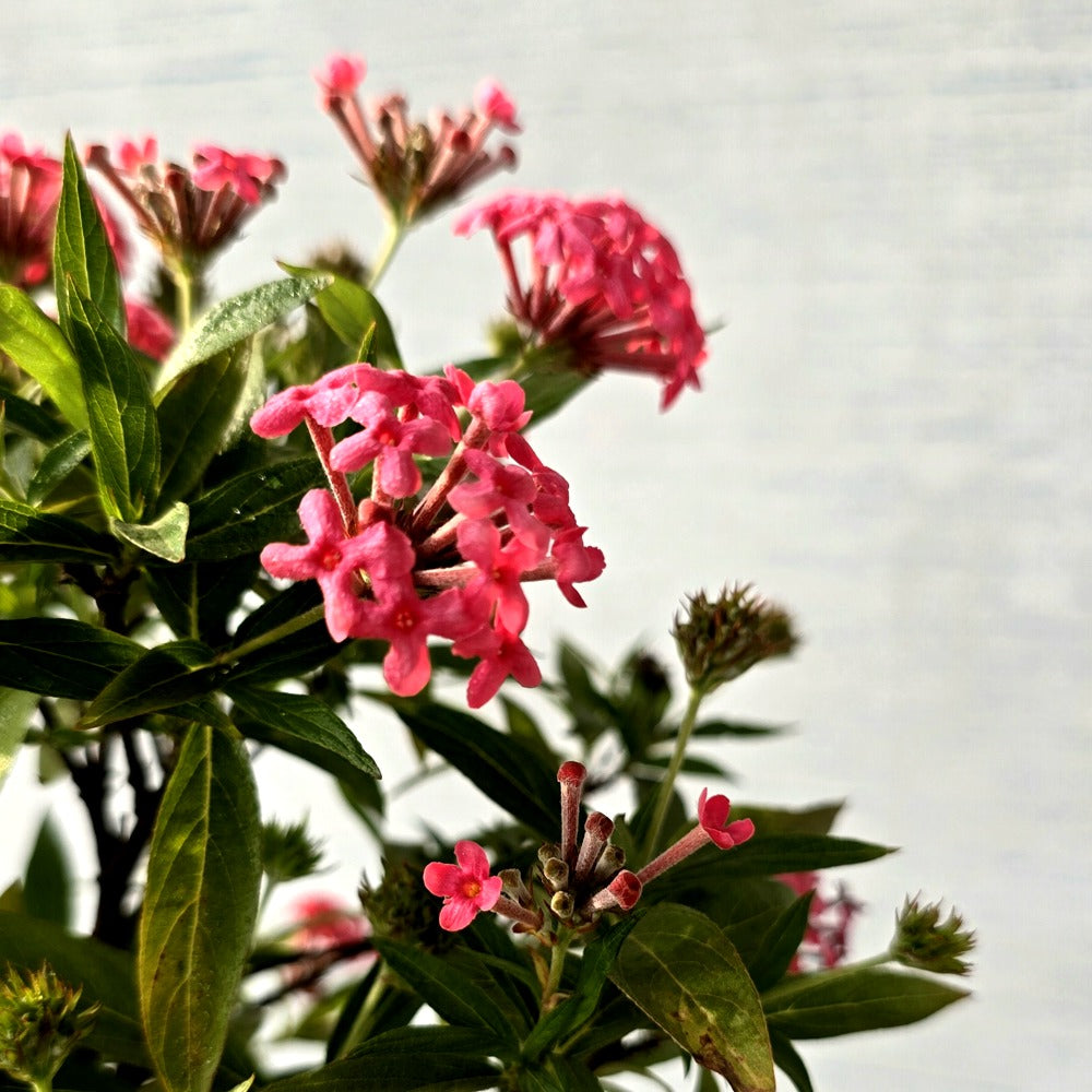 Swamp Milkweed Bonsai (Flowering)