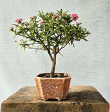 Swamp Milkweed Bonsai (Flowering)